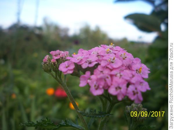 Тысячелистники