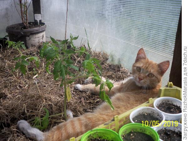 Помогает высаживать рассаду в теплицу)