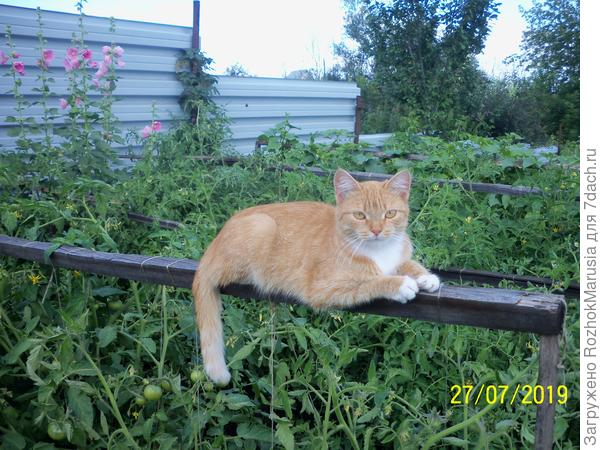 Стережет посадки томатов))