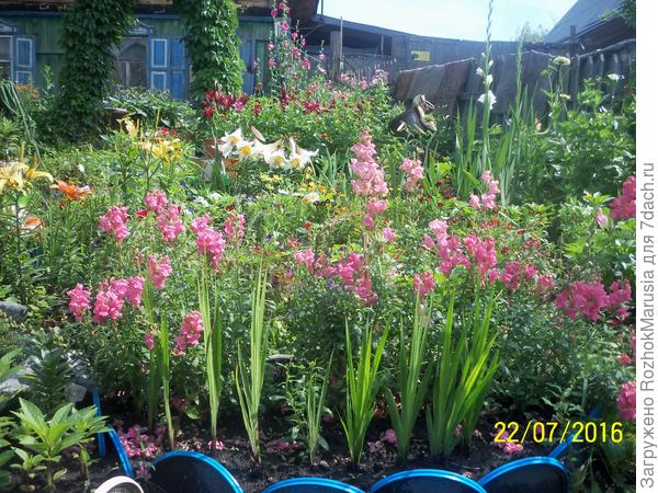 Львиный зев сорта &quot;Ди розе&quot; от Гавриша