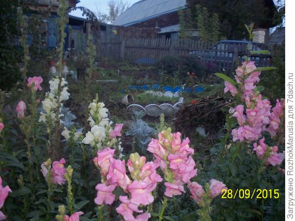 А вот доказательство того, что это самый холодостойкий однолетник - он цвел у меня даже в конце сентября, когда уже прошли первые ночные заморозки