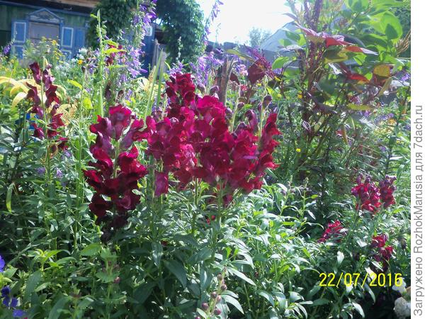 &quot;Жар любви&quot; тоже от Гавриша.