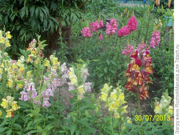 И вот ещё фотку нашла от 13-го года, да я раньше, оказывается, вообще часто выращивала его))