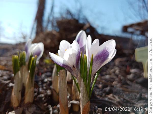 Крокусы цветут вовсю