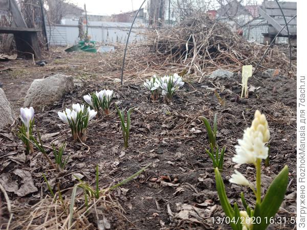 Пушкинии и хионодоксы подтягиваются. Завтра пойду фоткать мускариков!