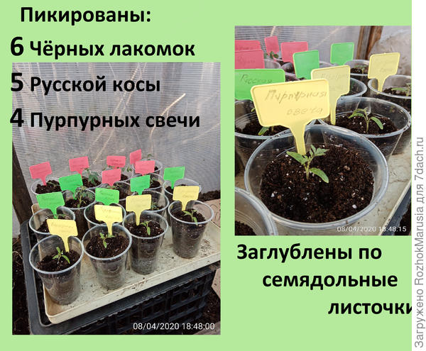 ауа