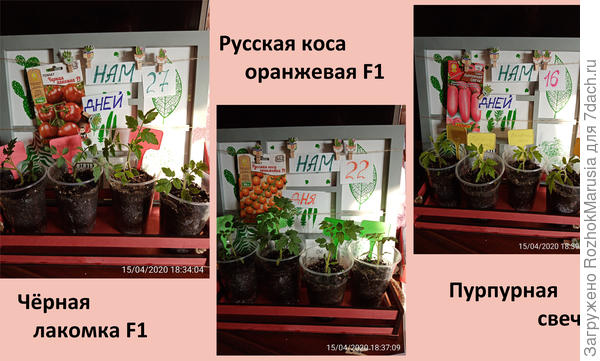 аука