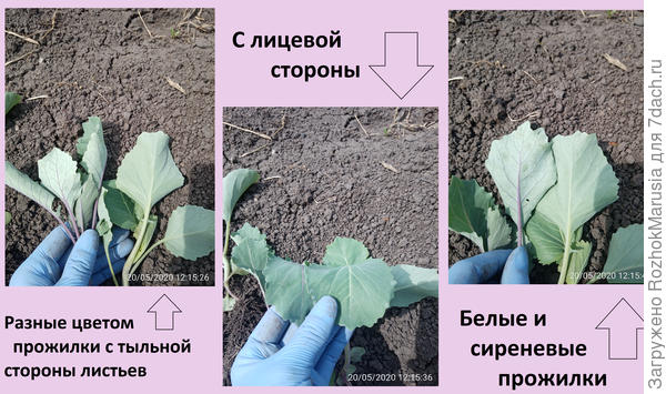 Пп