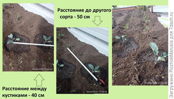 свы