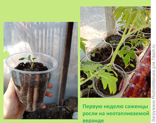 уацук