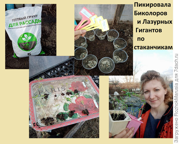 павпв