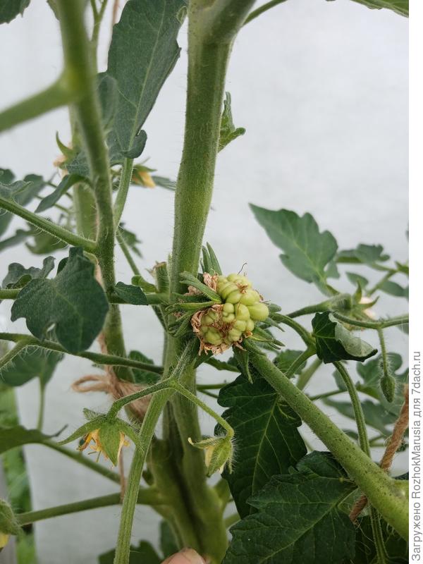 Рейсетомейт