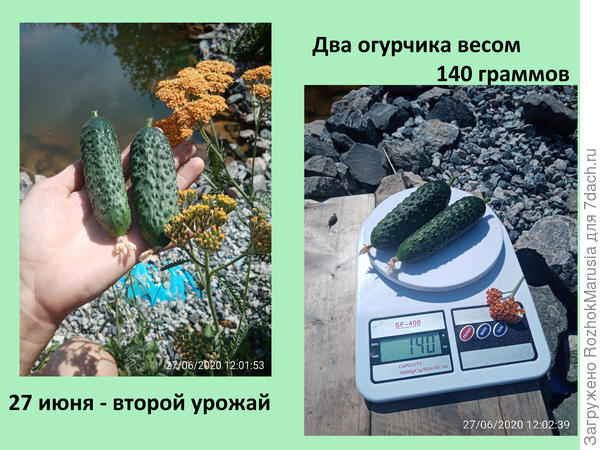пукп