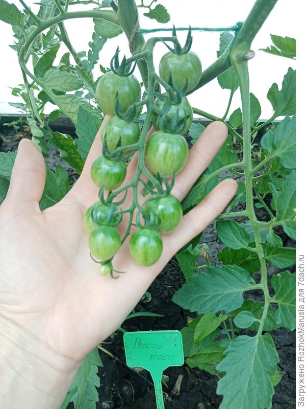 Русская коса