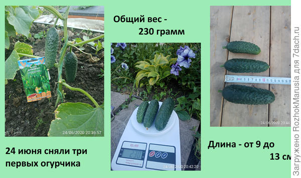 ауацу