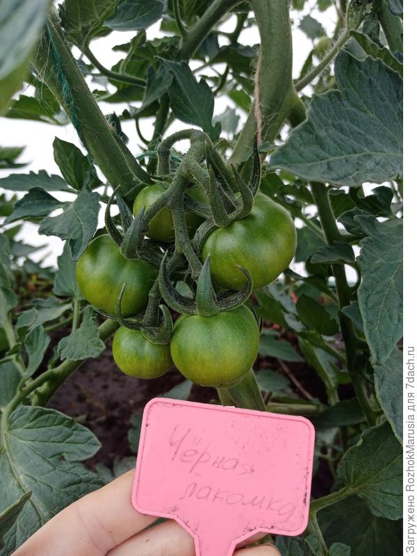 Чёрная лакомка