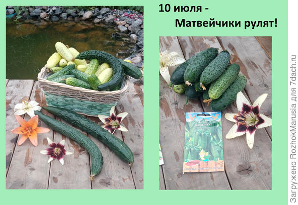 рпр