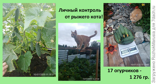 ыауа