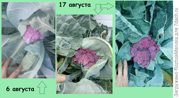 вчмвы