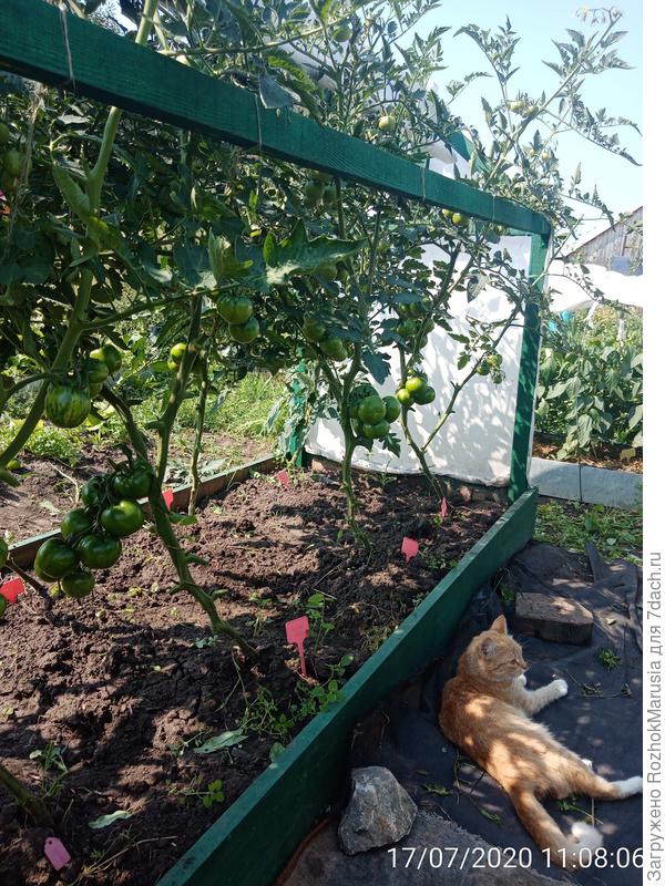 ...после стрижки