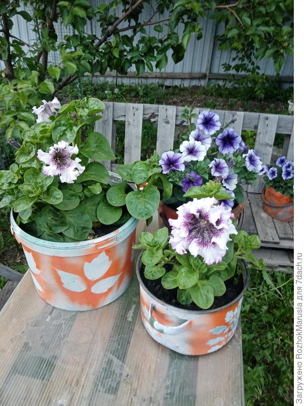 В июне были небольшие кустики, а к середине лета ветви уже свисали с горшковв