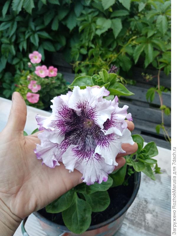 Превосходнейшая Белая от Садов России