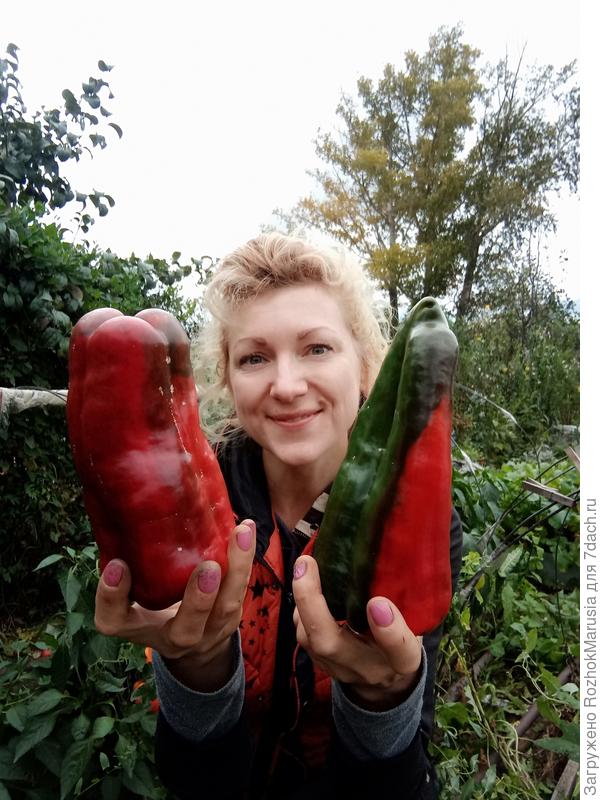 Перец Кинг от Садов России