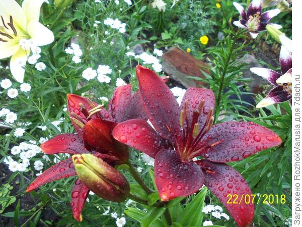 Лилия Мапира