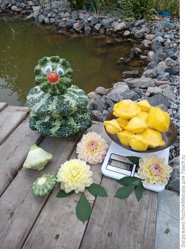 Наш &quot;Удачный патиссон&quot; был в снеговика слеплён!