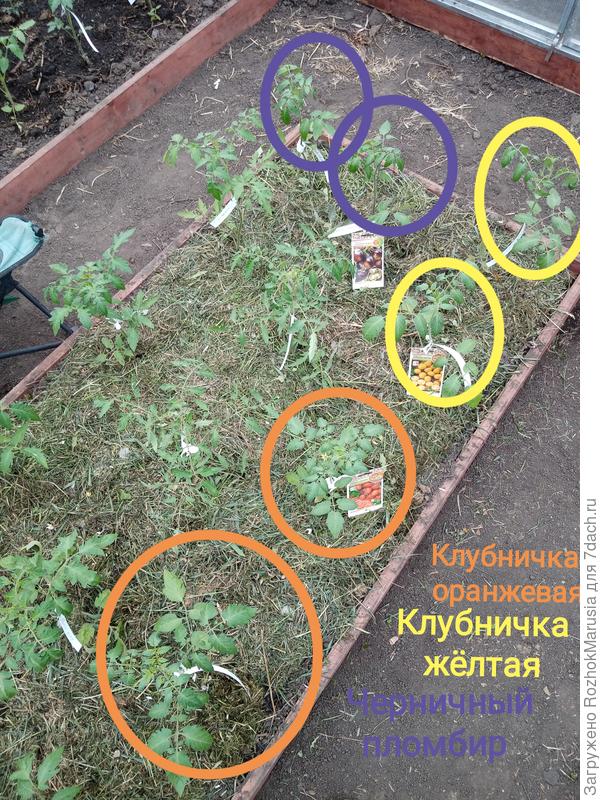 впвап