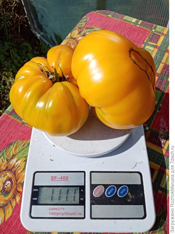 Коршун жёлтый