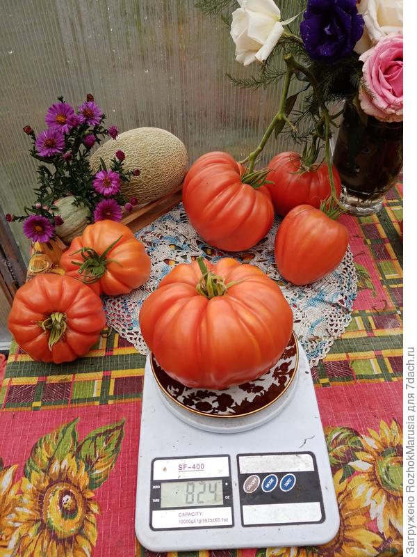 Томат РИМ - по 3-4 плода в кисти, все весом 400-900 грамм и ни один не треснул!