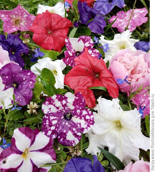 Это цветки петуний, сорванные для фото в период проливных дождей в июне этого года
