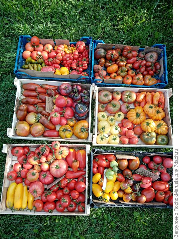 Томаты при сборе старалась не перепутать по сортам