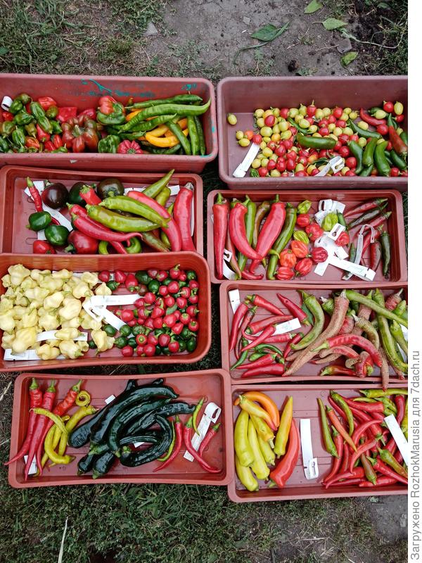 Вырастили 20 сортов острых перцев!