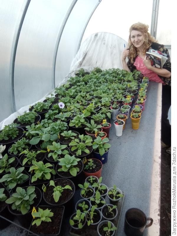 Вырастить большое количество рассады - это теперь мой наркотик, мой адреналин после долгой зимы!