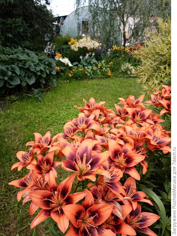 Моя труженица, радует каждый год - азиаточка &quot;Ту Сам&quot;