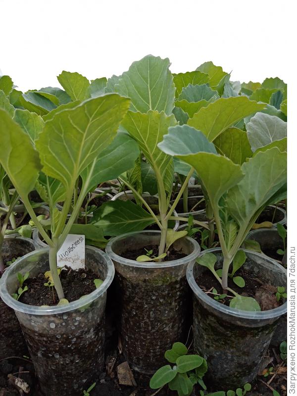 Она идеальна! Бери - и сажай!