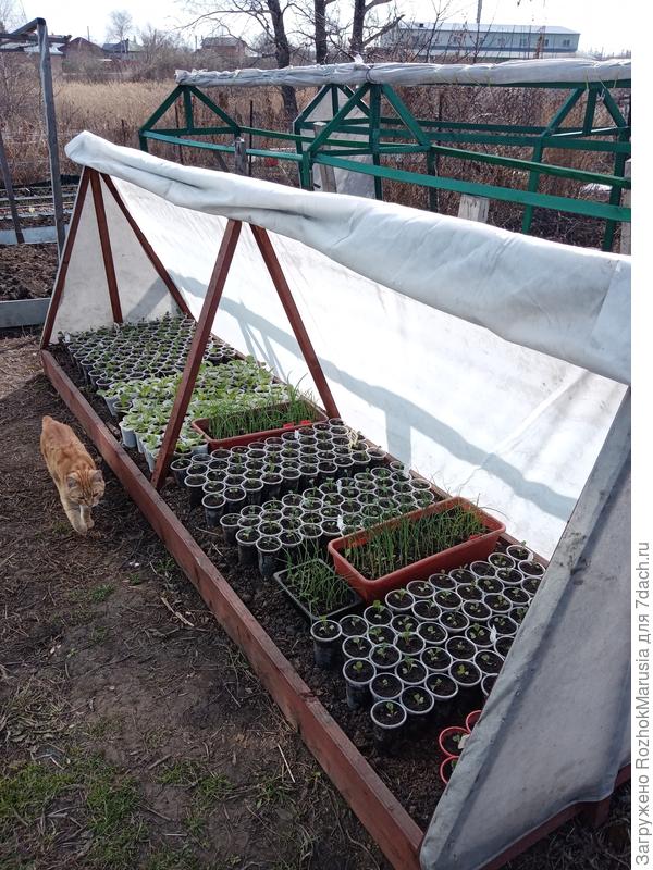 Пикированную в стаканчики рассаду капусты выставляла в грядки под укрывной в апреле.