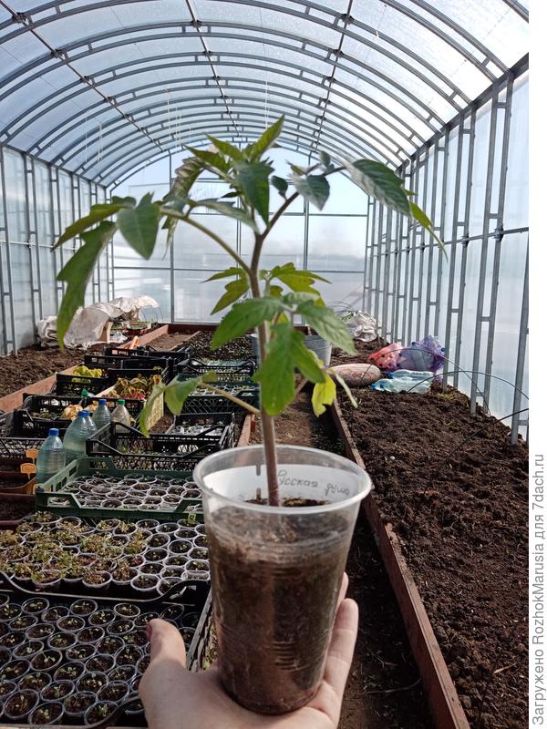 У нас был подписан каждый стакан рассады томатов, бирками-петельками.