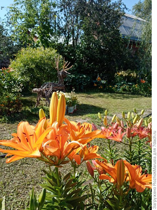 Немного другой ракурс - прошлое лето 2022. Иве пять лет (слева - за оленем) . Высотой метра полтора выросла.