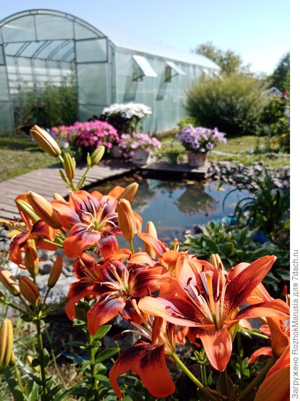 А здесь - на заднем плане , справа от теплицы - ива шаровидная &quot;Нана&quot;