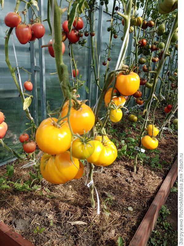 Коршун жёлтый в теплице