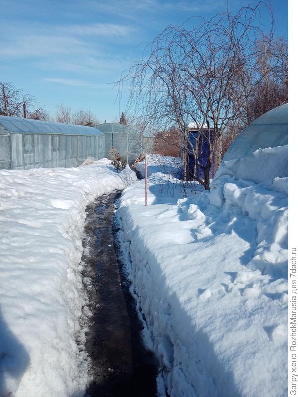 Всё пространство между трёх теплиц - это декоративный сад с газоном, клумбами и прудом. Синенькое за ивой - это летний душ, его временно поставили осенью туда, пока монтировали новую теплицу