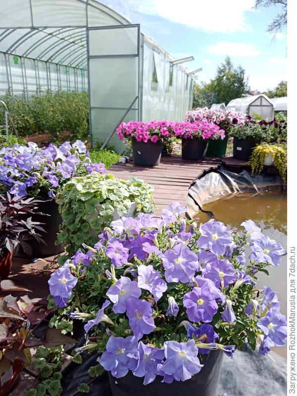 Блю Скай - светло-сиреневая. На заднем плане - розовая Изи Вейв Неон Роуз