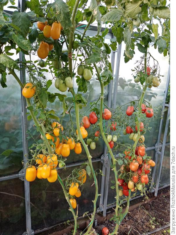 Сливки Бендрика жёлтая и красная