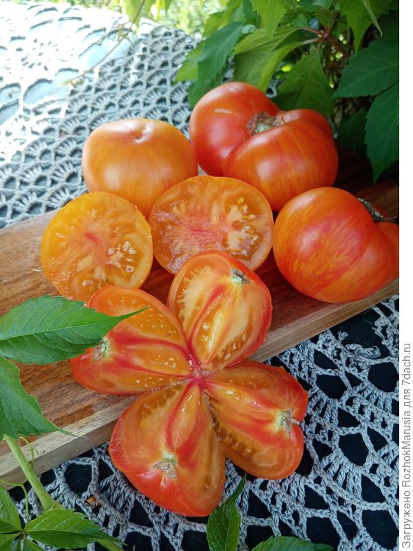 План 9 из открытого космоса