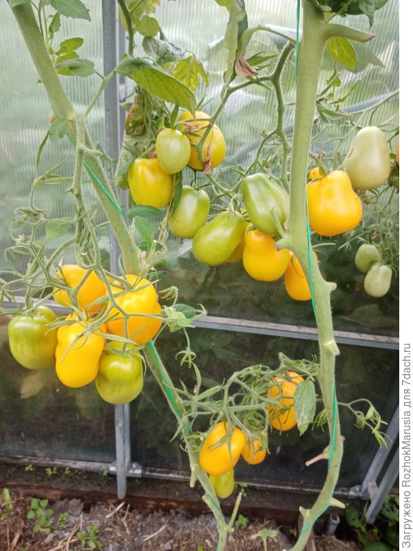 Сливка Бендрика жёлтая