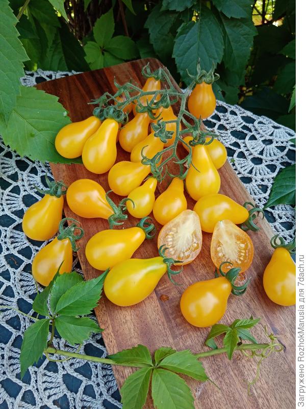 Жёлтая груша