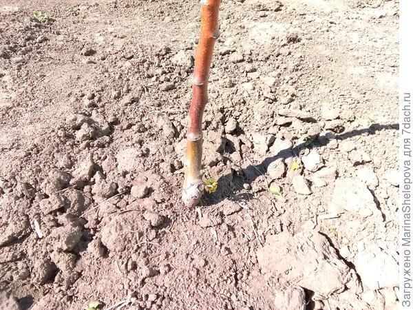 Появился росток